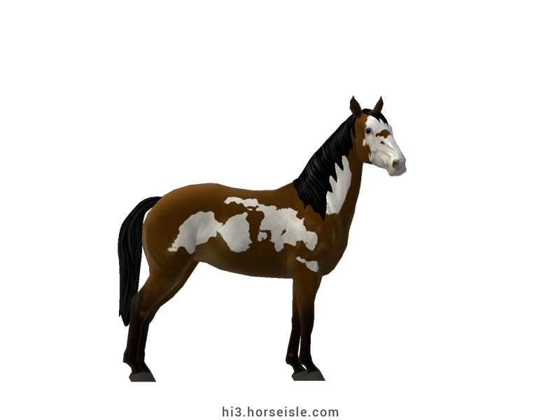 Spotted Saddle Horse Linebacked Brown Frame Coat